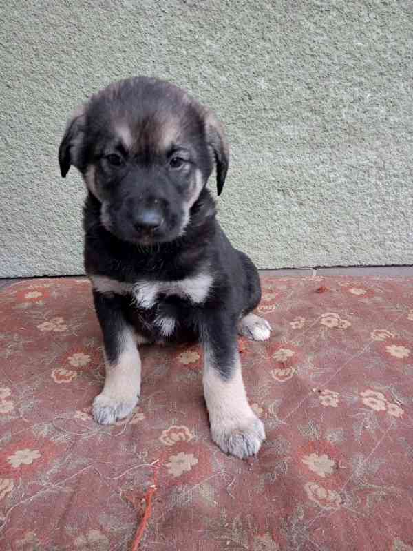 Kříženec kavkazský pastevecký pes  - foto 2