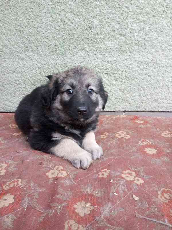 Kříženec kavkazský pastevecký pes  - foto 5