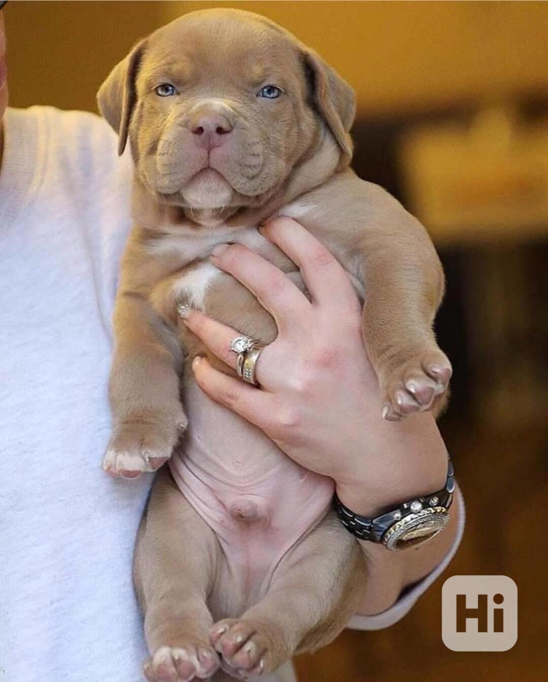 Americký pitbull - foto 1
