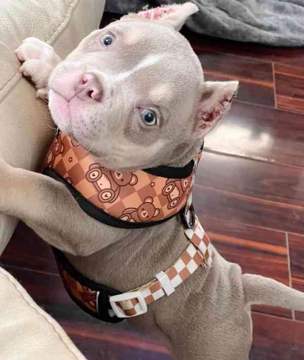 Americký pitbull - foto 2