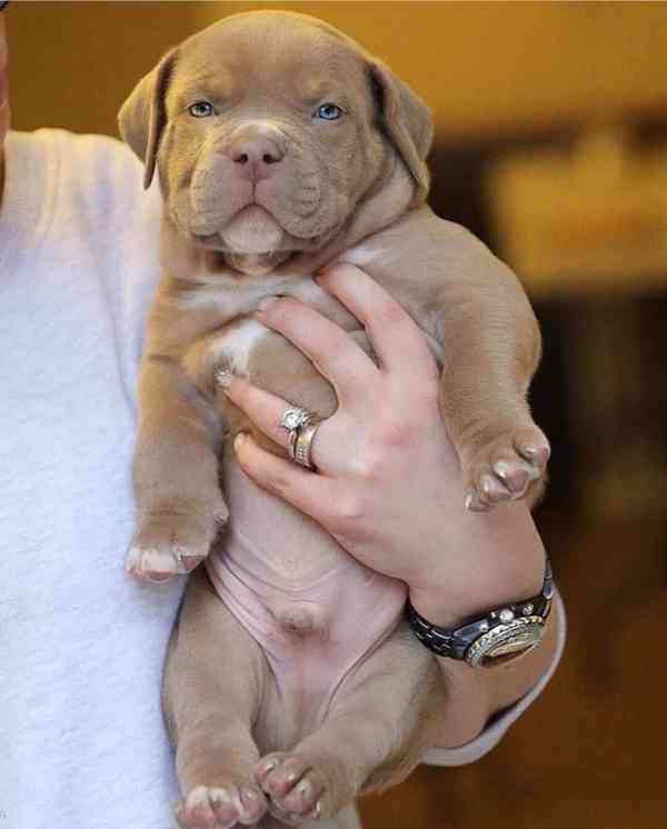 Americký pitbull - foto 1