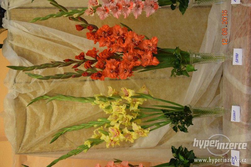 Nové odrůdy gladiol - foto 9
