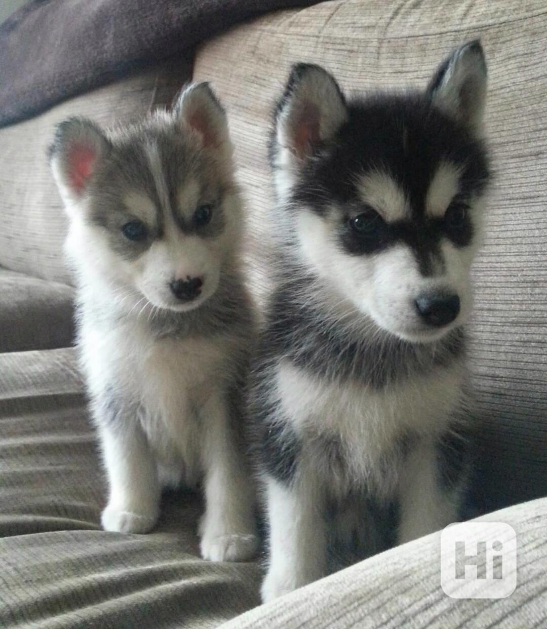 Zdarma dárek štěňata sibiřského huskyho k adopci   - foto 1