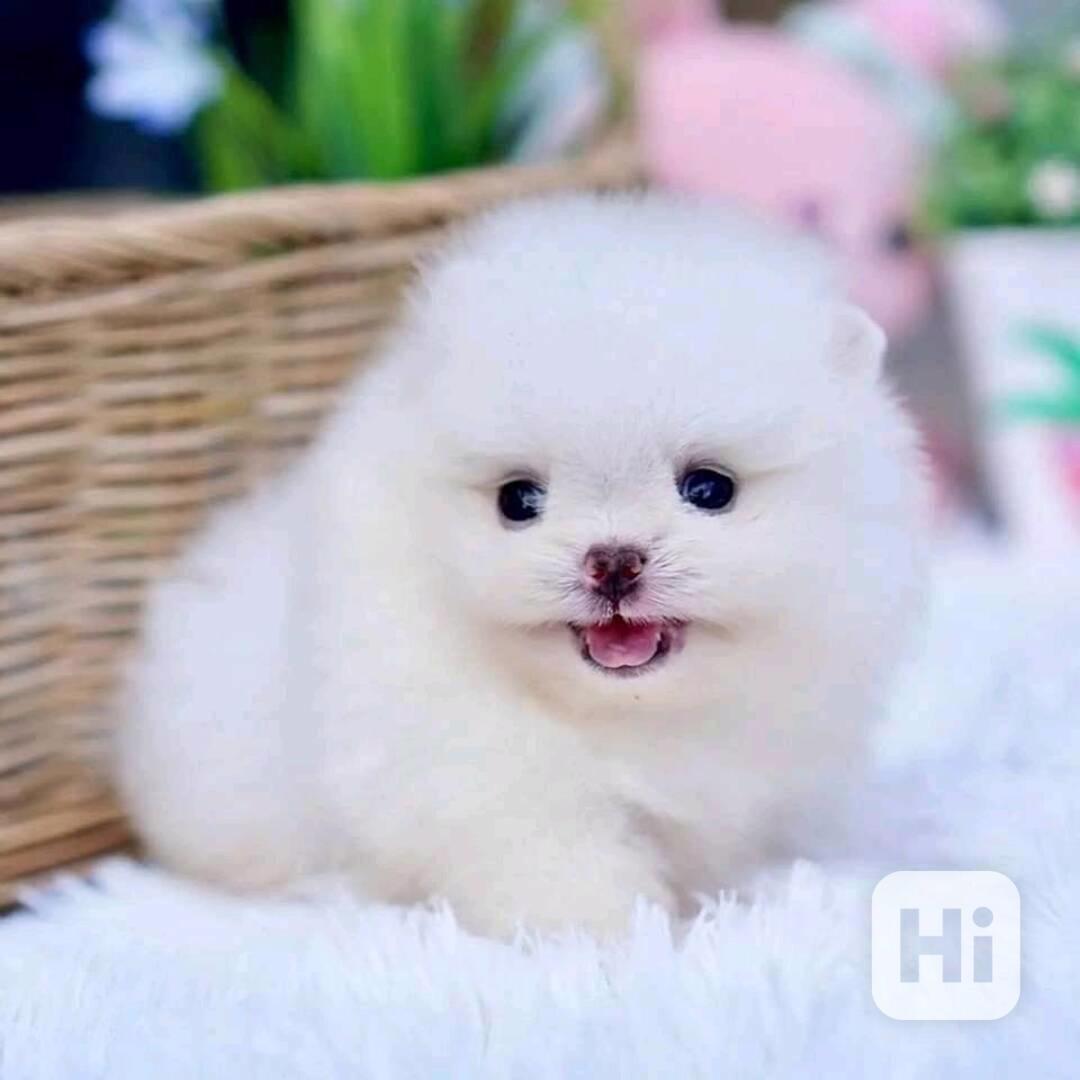 Fenka a pejsek Pomeranian - foto 1