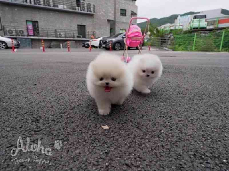 Fenka a pejsek Pomeranian - foto 3