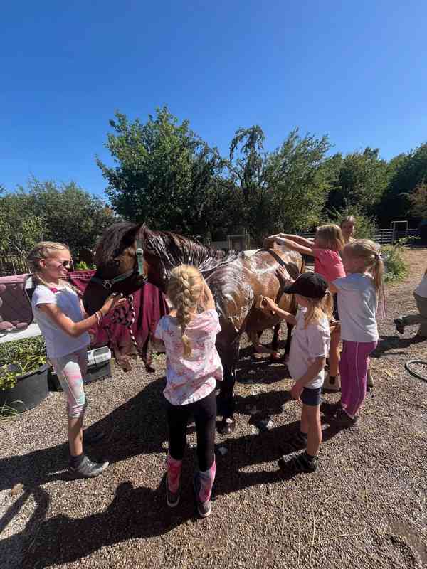 Letní příměstské tábory u koní v Praze-Zličíně - foto 3