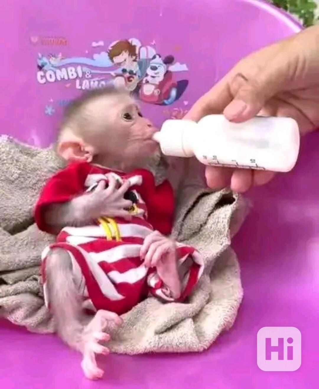 Krásný kapucín ihned k vyzvednutí - foto 1