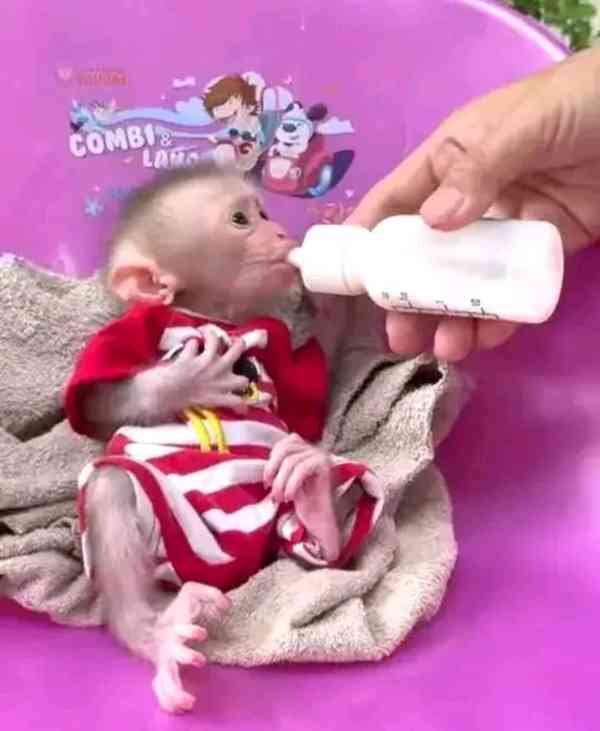 Krásný kapucín ihned k vyzvednutí - foto 1