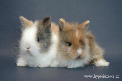 Prémiová krmení pro zakrslé králíky, poradíme s výběrem - foto 1