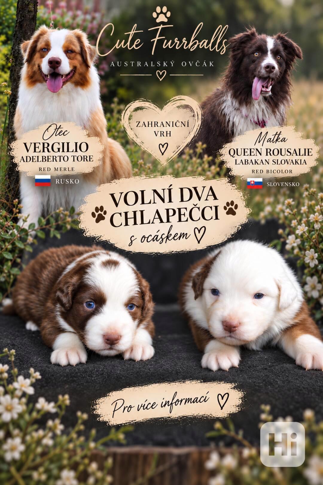 Australský ovčák s PP - foto 1