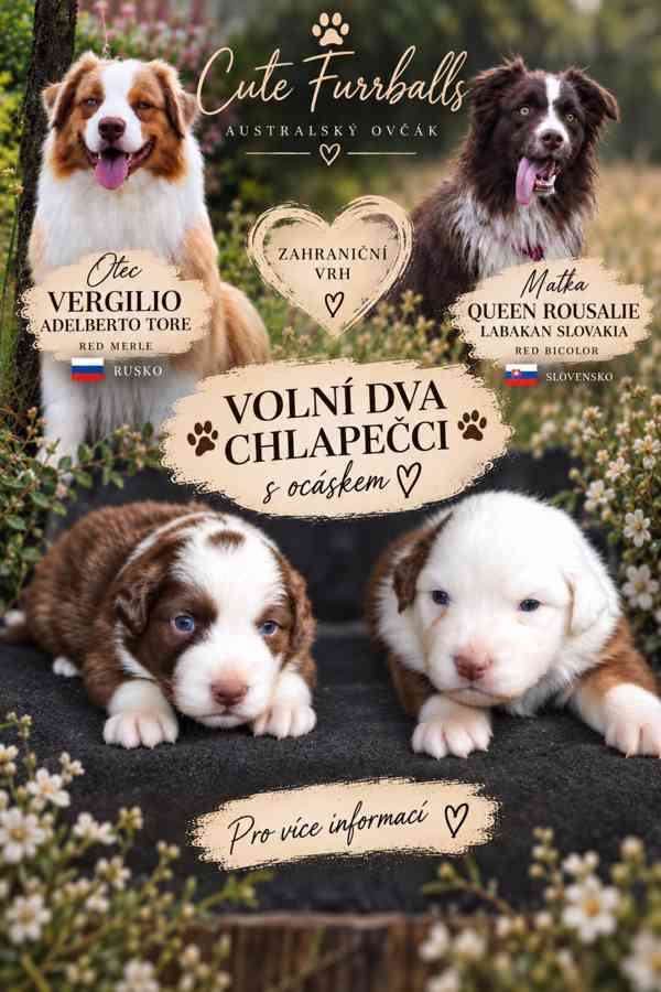 Australský ovčák s PP - foto 1