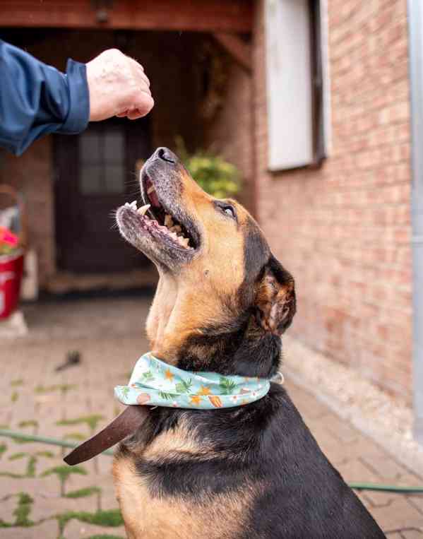MÍŤA - 29 kg, kastrovaný psík 9 let  - foto 5