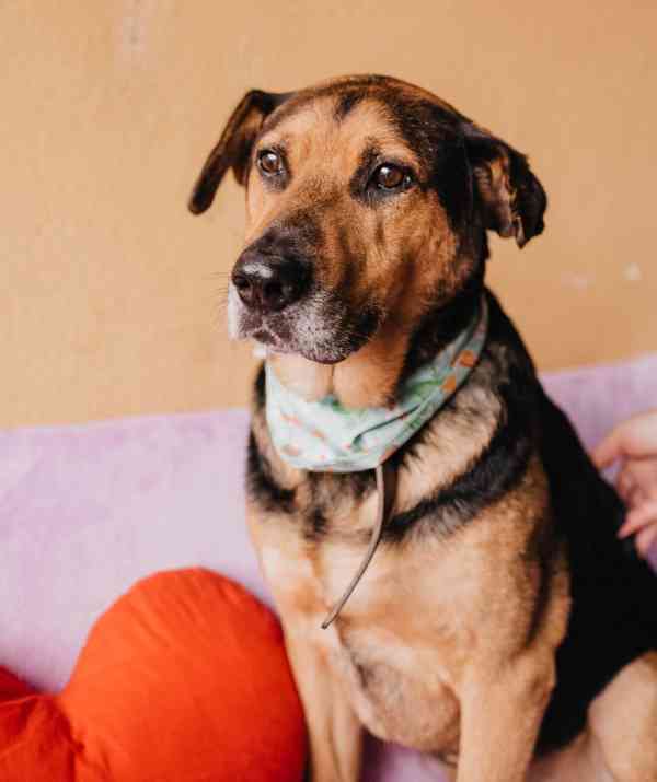 MÍŤA - 29 kg, kastrovaný psík 9 let  - foto 3
