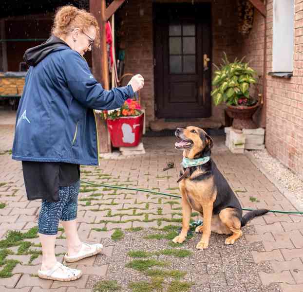 MÍŤA - 29 kg, kastrovaný psík 9 let  - foto 4