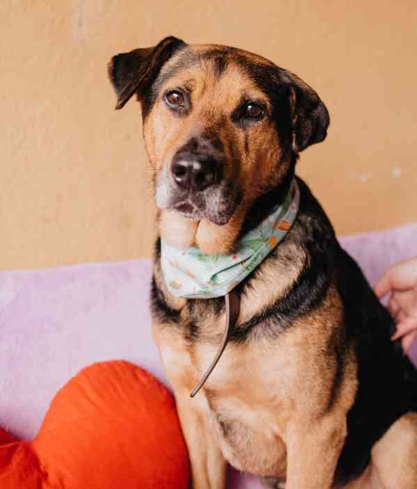 MÍŤA - 29 kg, kastrovaný psík 9 let  - foto 2