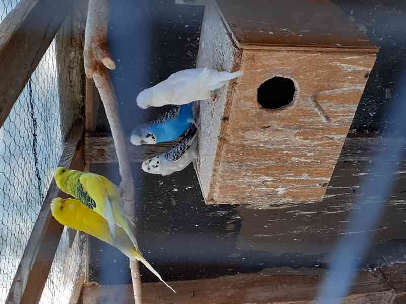 Andulky a zebřičky 