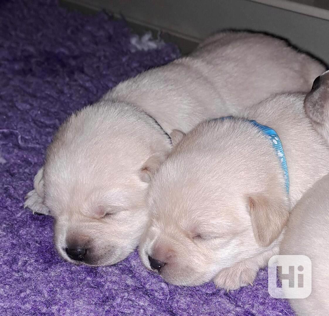 Labrador - štěňátka s PP - foto 1