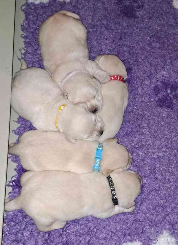 Labrador - štěňátka s PP - foto 2