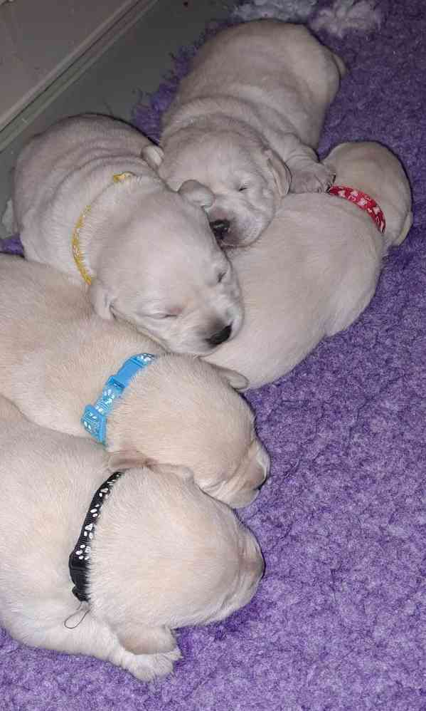 Labrador - štěňátka s PP - foto 3
