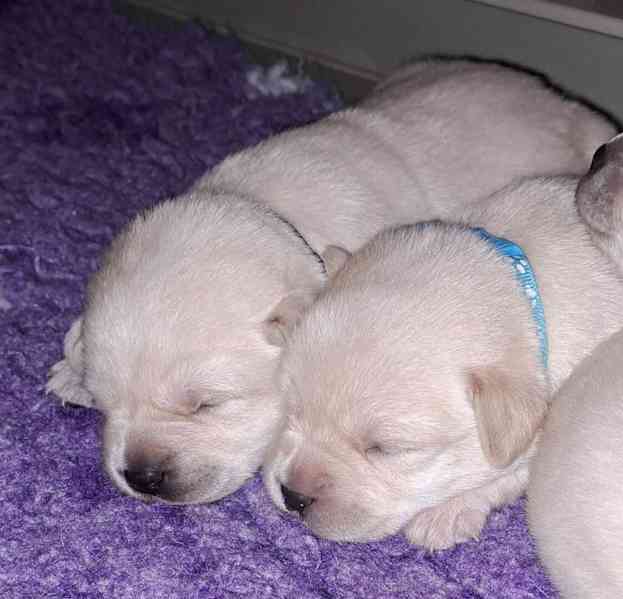 Labrador - štěňátka s PP - foto 1