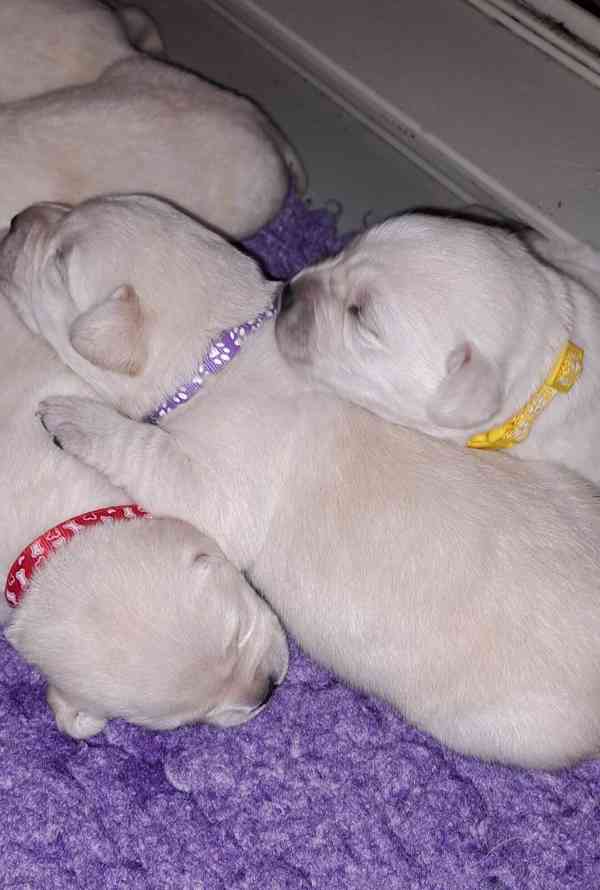 Labrador - štěňátka s PP - foto 4