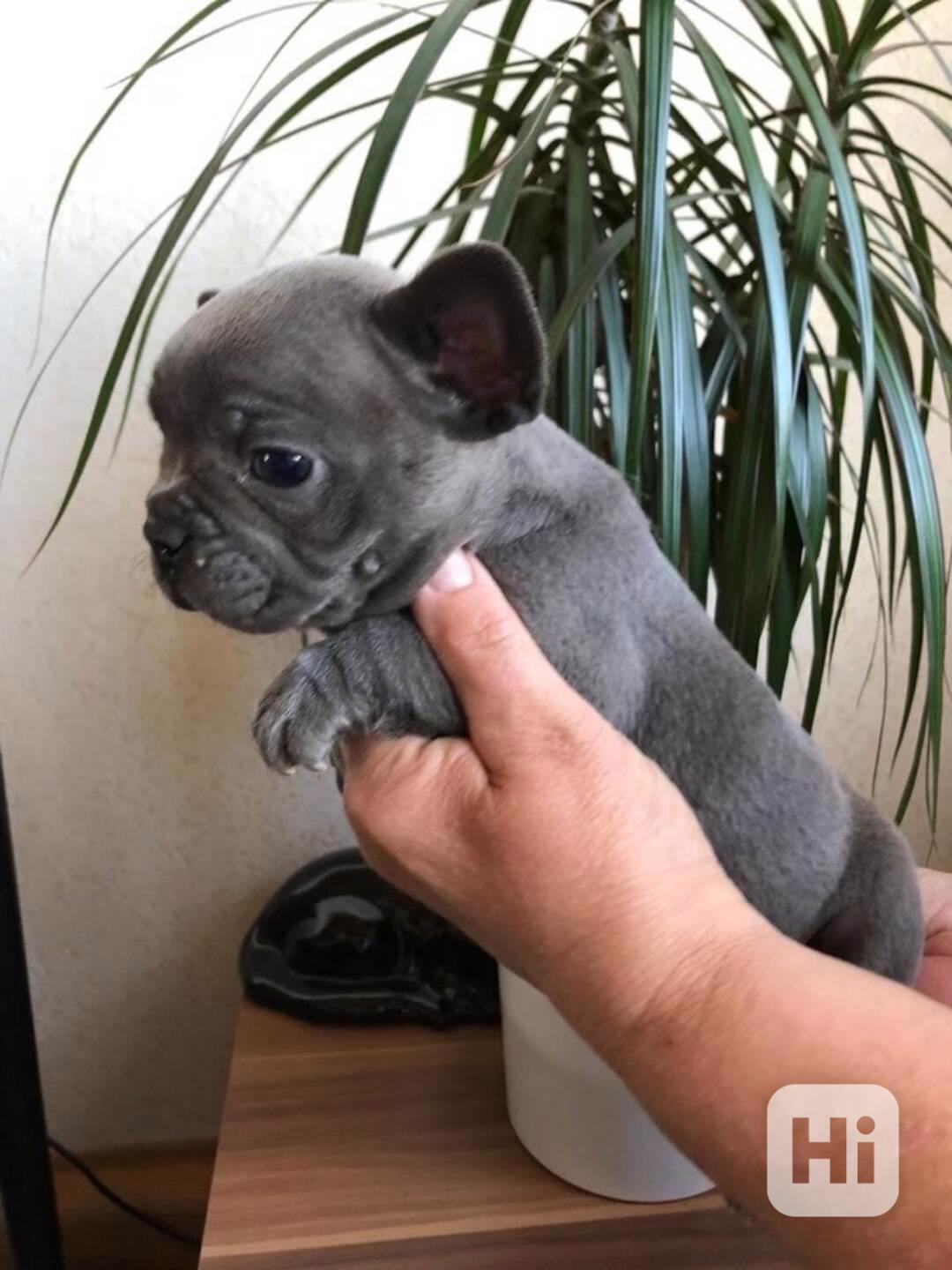 HLEDÁ SE NAVŽDY DOMOV......ŠTĚNĚ FRANCOUZSKÉHO BULDOČKA VELK - foto 1