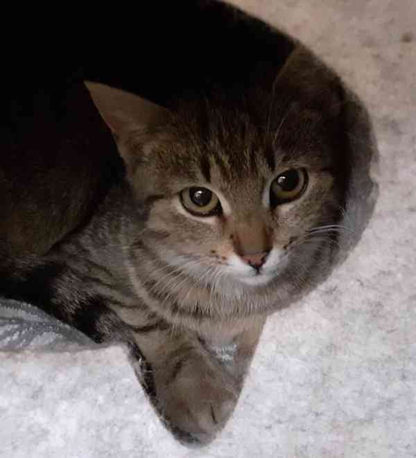 Hodná, hravá 11měsíční mourinka Linda hledá domov, - foto 2