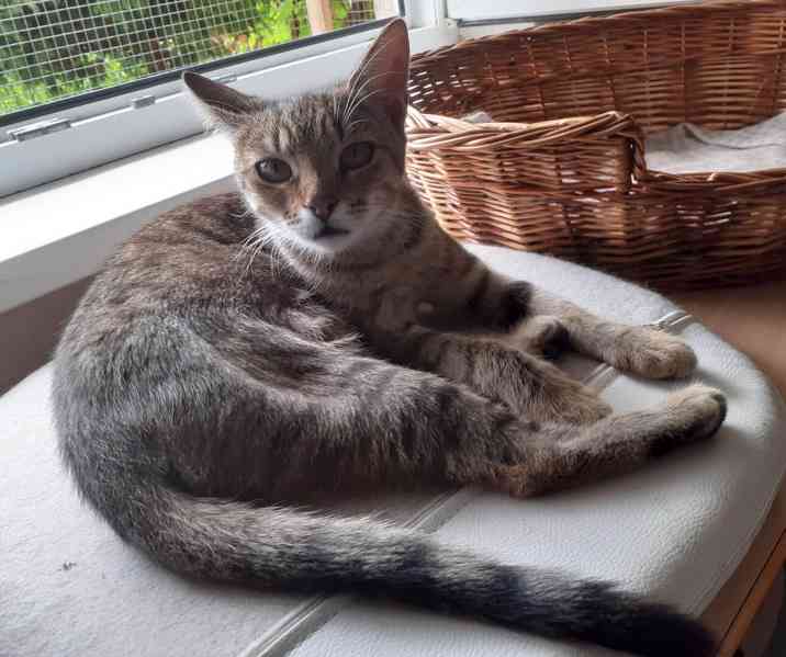 Hodná, hravá 11měsíční mourinka Linda hledá domov, - foto 1