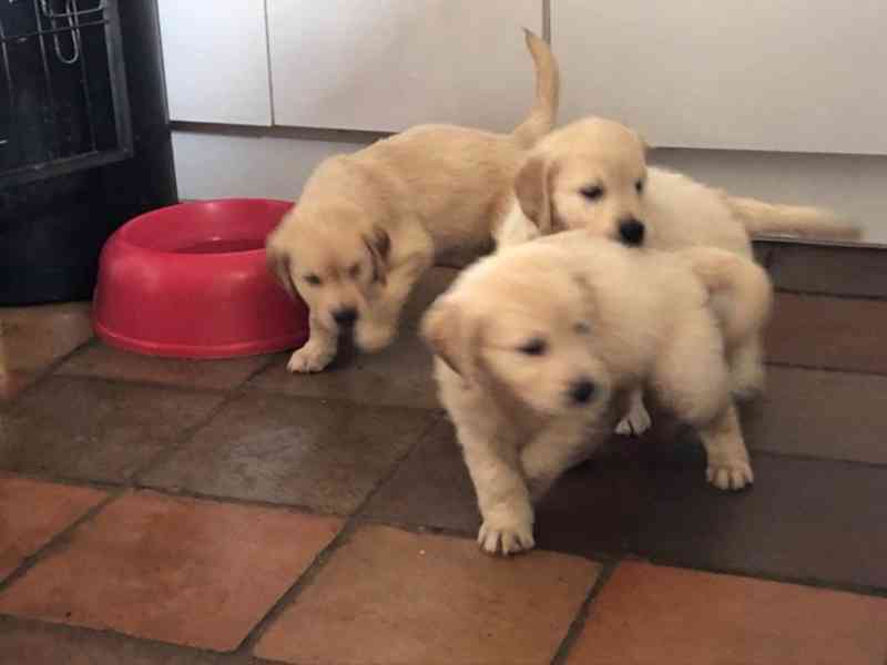 Vícegenerační štěňata miniaturního Goldendoodle - foto 1