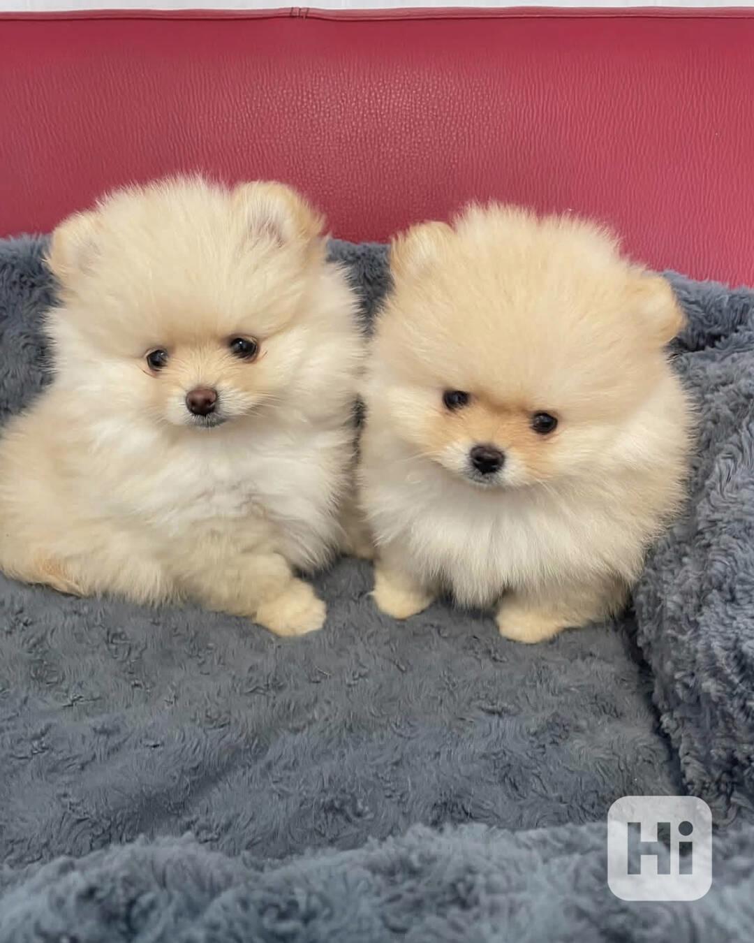 Štěňata pomeranského buldoka - foto 1