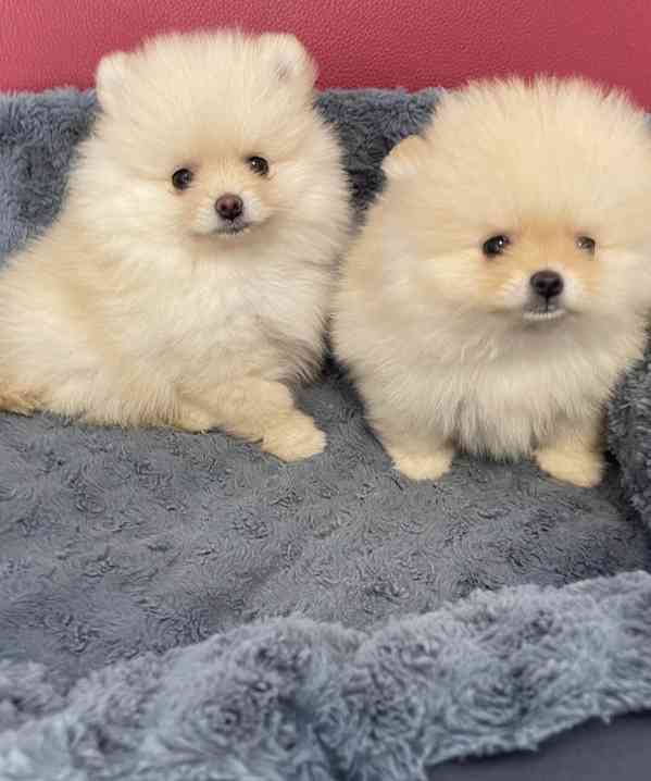 Štěňata pomeranského buldoka - foto 3