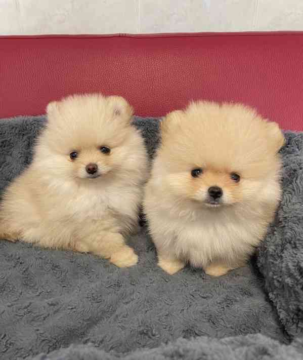 Štěňata pomeranského buldoka - foto 2