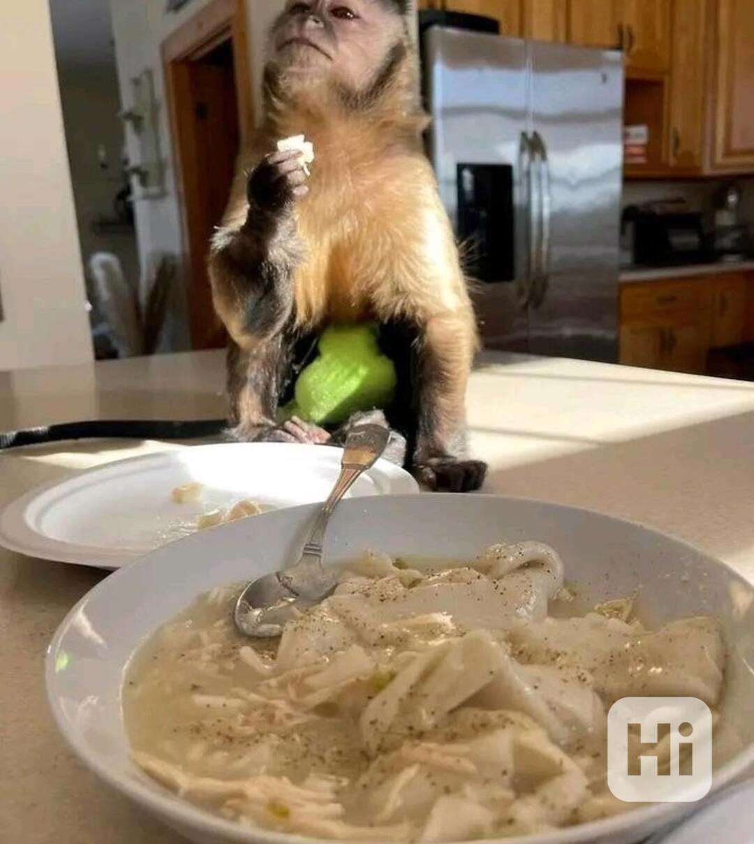  Znovunajímání nádherných kapucínských opic - foto 1