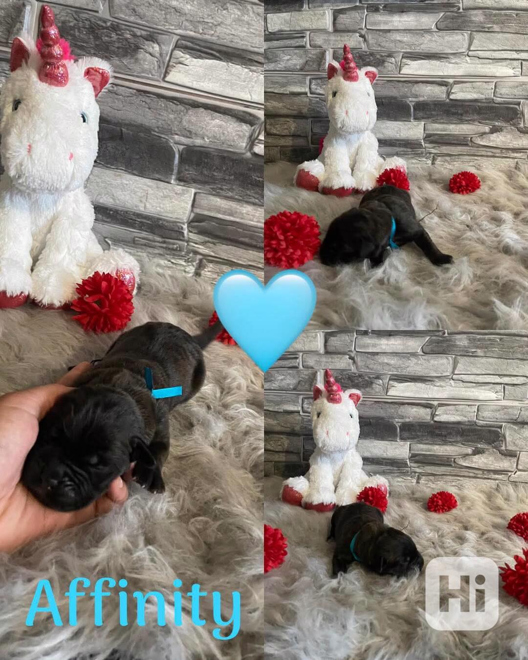 Cane corso - foto 1