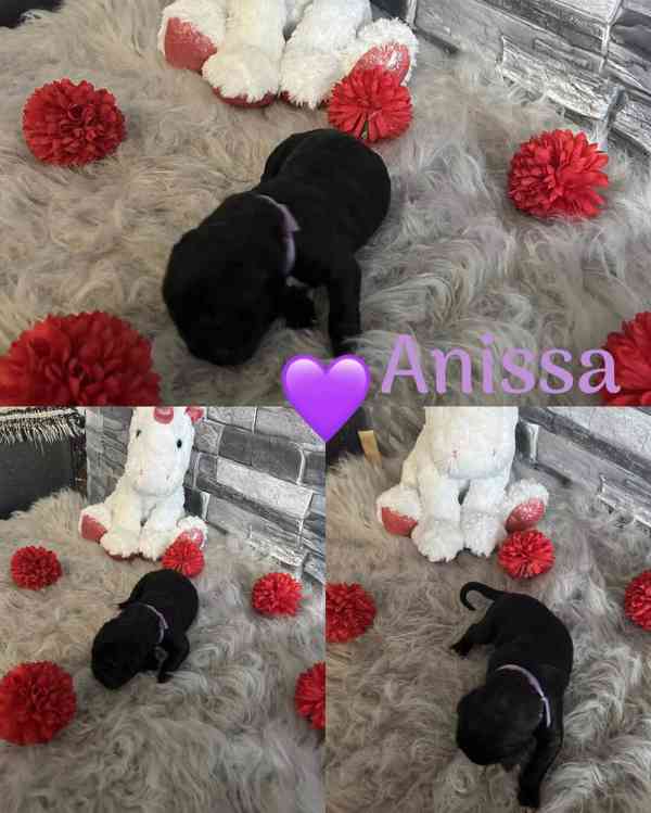 Cane corso - foto 4