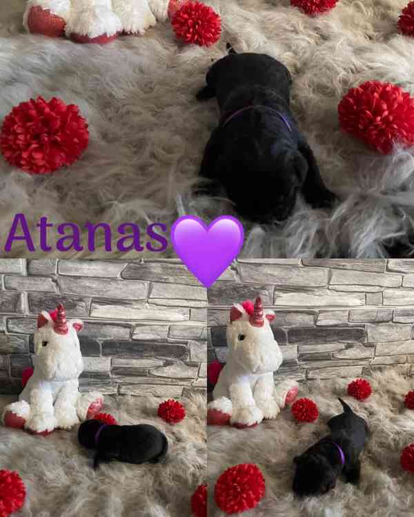 Cane corso - foto 2