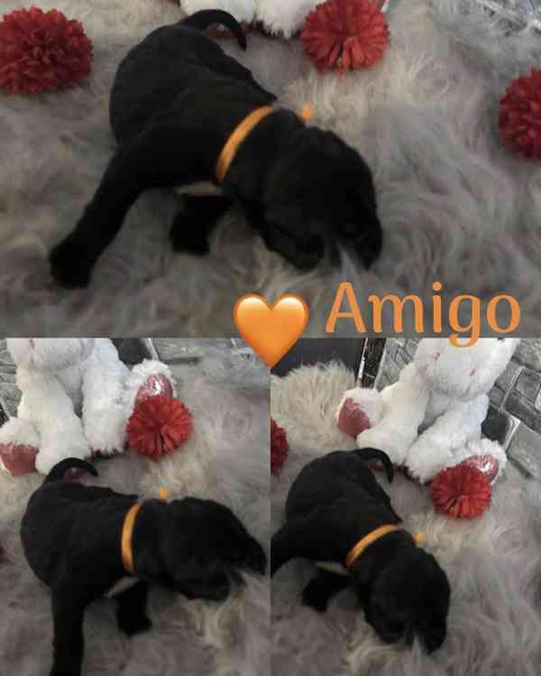 Cane corso - foto 8