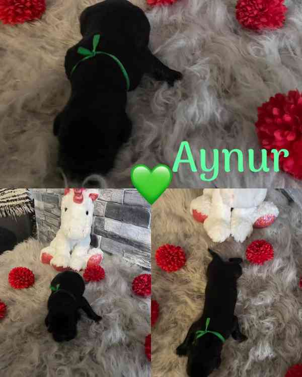 Cane corso - foto 5