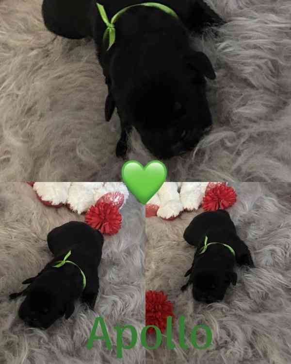 Cane corso - foto 7