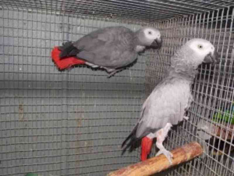 Přátelské ruční krmení pár konžských afrických šedých papouš - foto 1