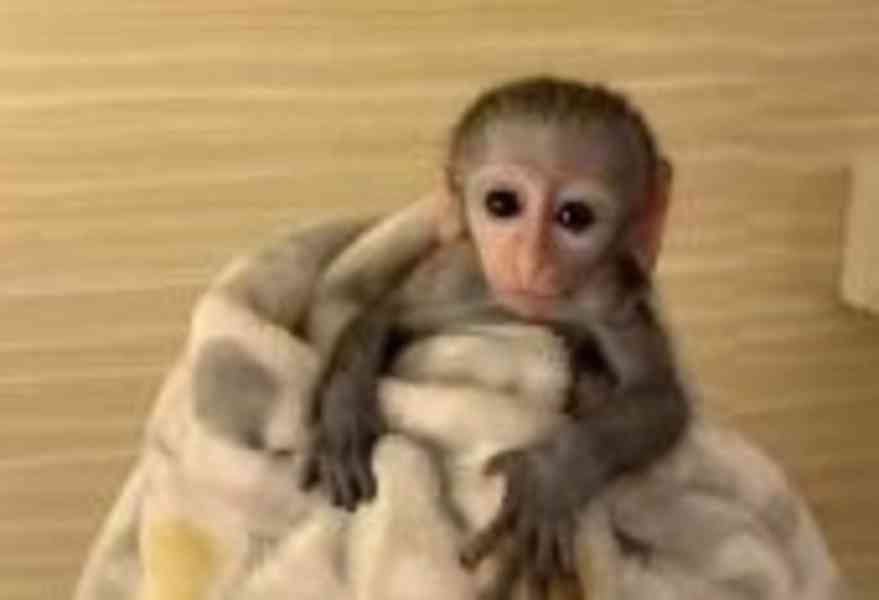 Máme k prodeji tři kapucínské opice. - foto 3