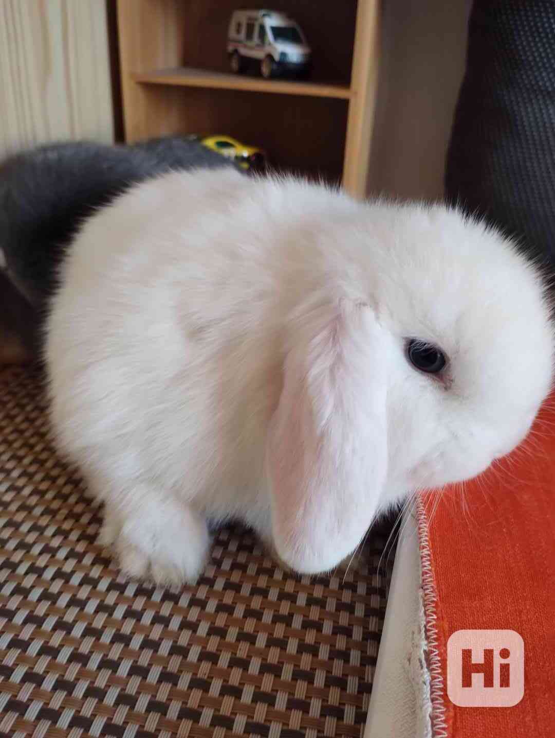 Králík  - foto 1