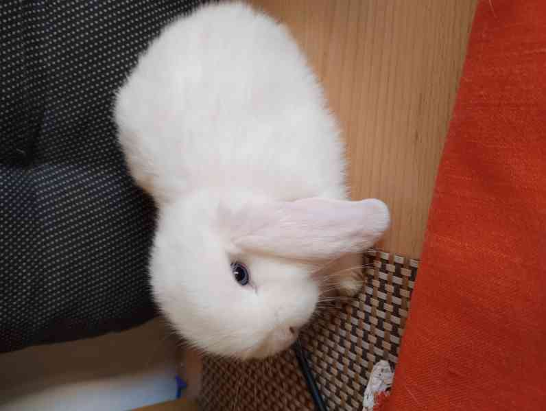 Králík  - foto 2