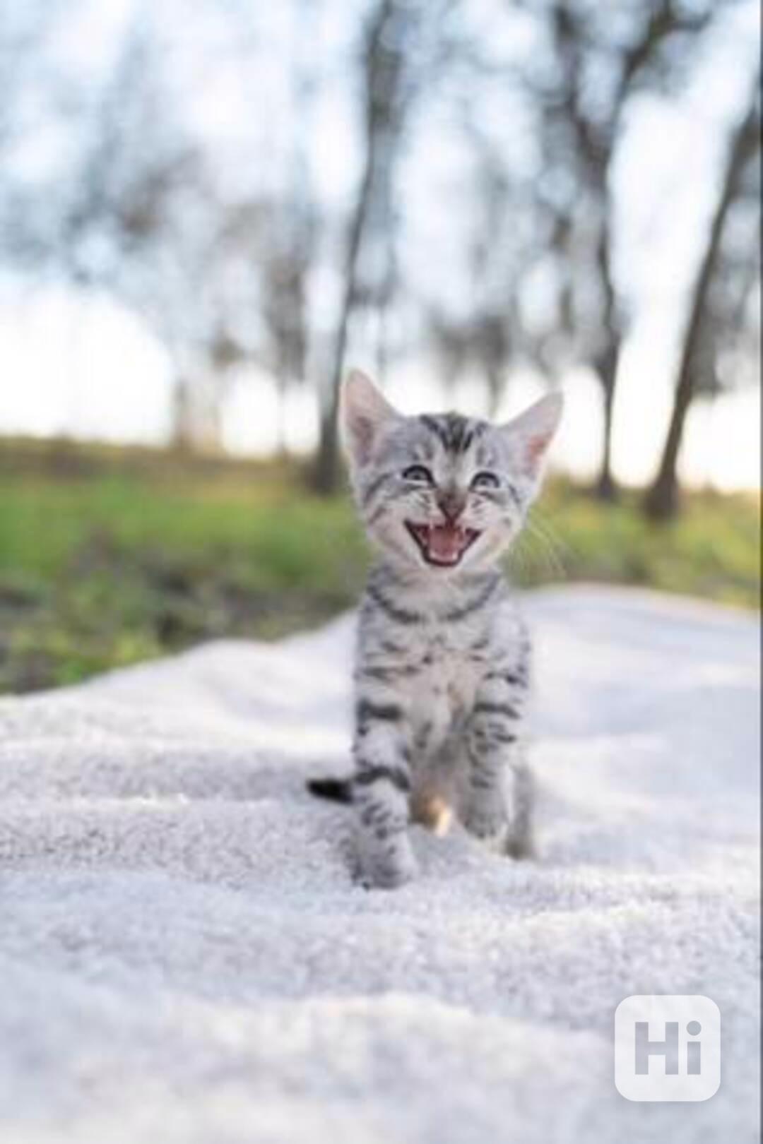 Krásná sibiřská koťátka k adopci.
