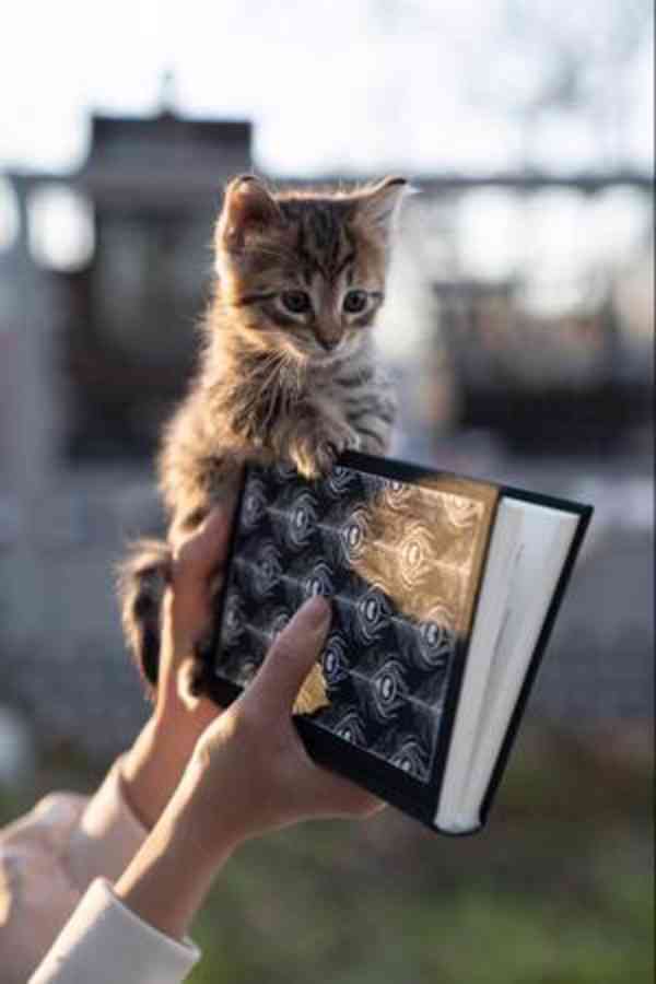 Krásná sibiřská koťátka k adopci. - foto 1
