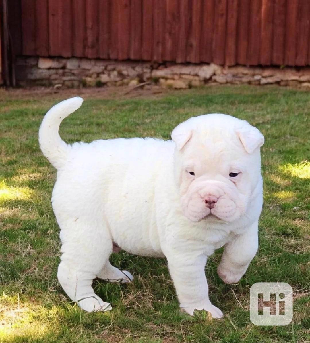 ROZKOŠNÁ štěňátka sněhového mini šarpejského ovčáka - foto 1