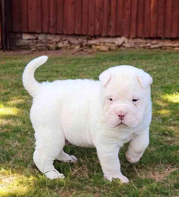 ROZKOŠNÁ štěňátka sněhového mini šarpejského ovčáka - foto 1