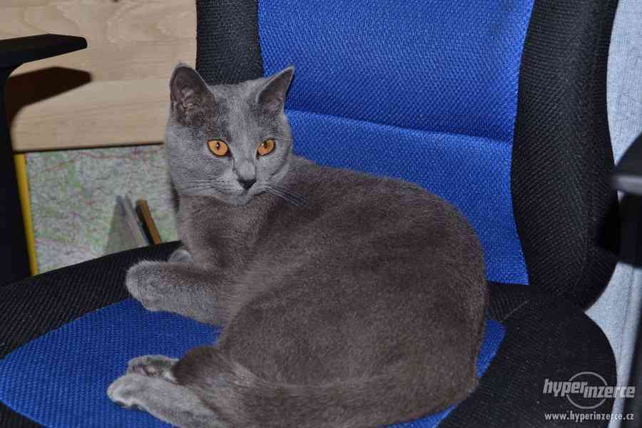 Prodám kartouzské kotě - foto 3