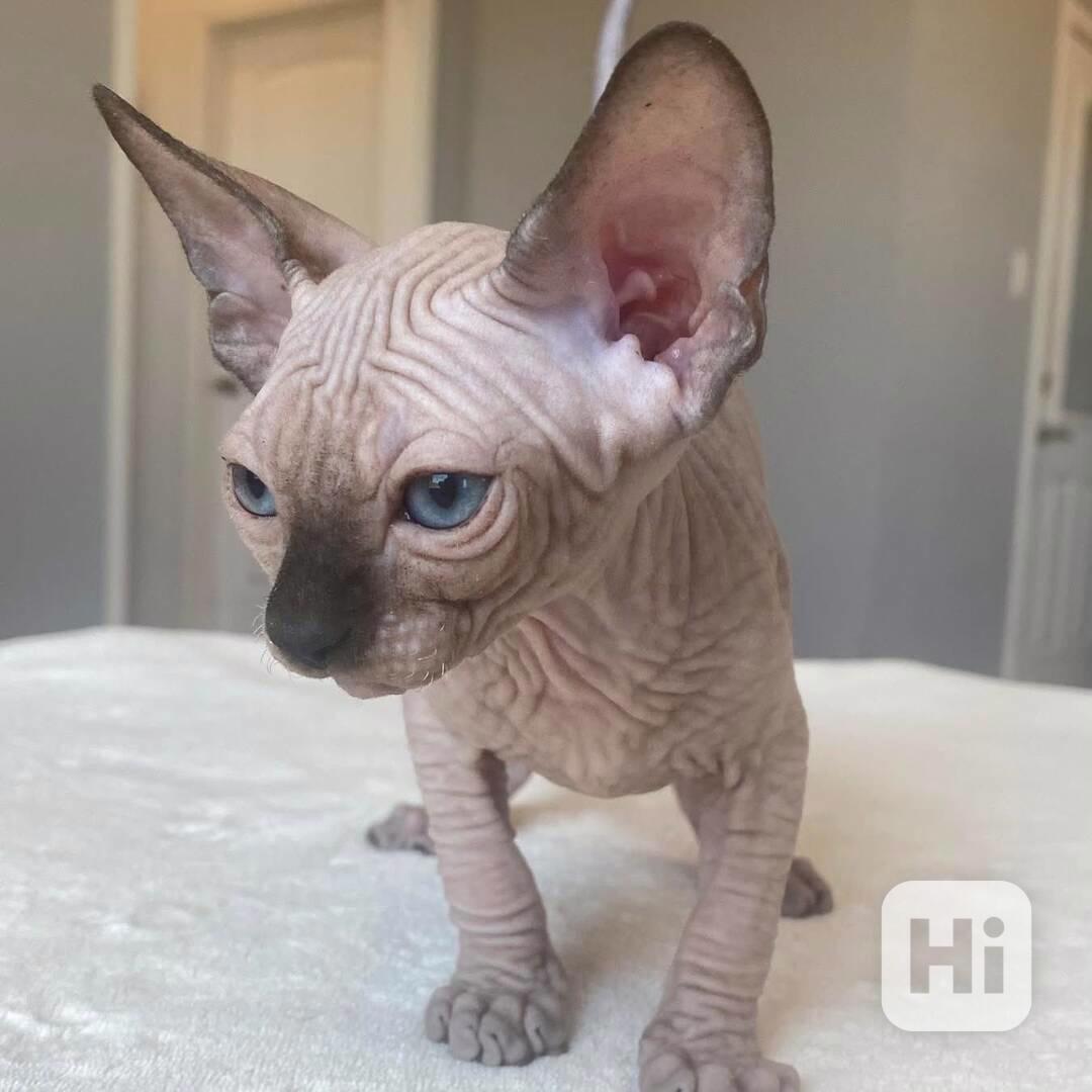 Munchkin sphynx koťata k bezplatné adopci   - foto 1