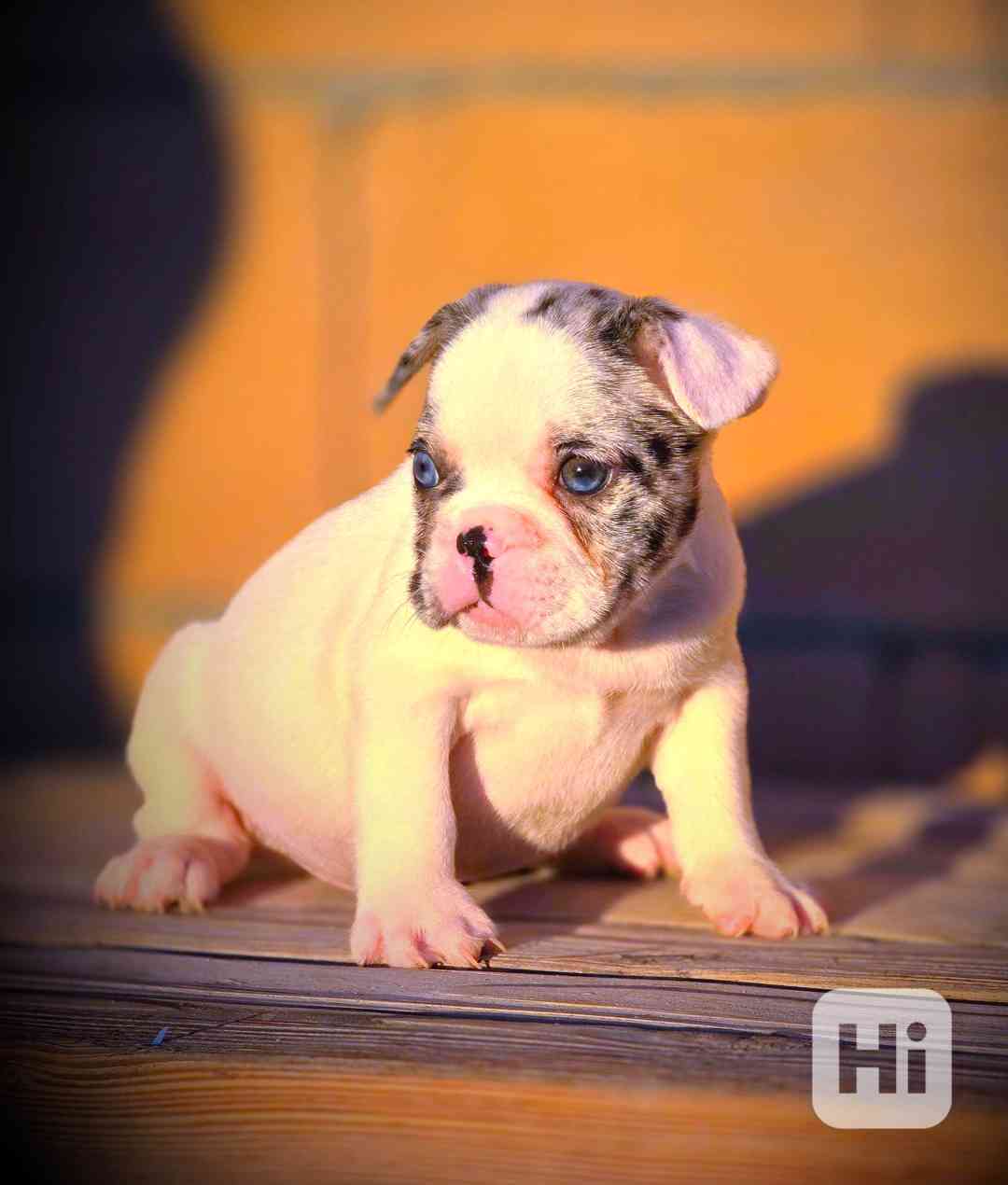 Štěňata francouzského buldočka - foto 1